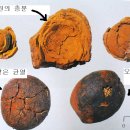 백록동물병원 | 중원대학교 감별학 5강 후기(11.09.21)