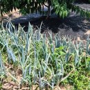 윤하농장 이미지