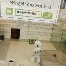 늘솔길애견미용실 이미지