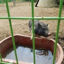 칠곡양떼목장 이미지