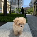 플러피펫 이미지