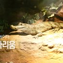 대전아쿠아리움 이미지