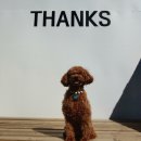 뛰뛰하개 | 용인 애견 카페 댕스 신나개 뛰뛰하개 솔직후기