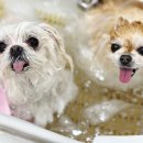 모여라 애견미용 이미지