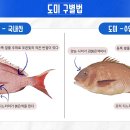 도미 - 서귀포시 | 도미