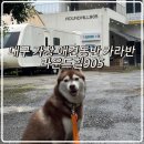 905 | 대구 가창 애견동반 숙소 카라반 라운드힐905 카라반-1번 후기
