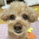 댕로하 애견유치원&애견미용 | 역곡 애견미용 댕로하 노령견 미용 솔직후기