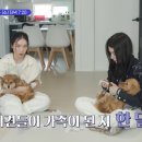 모니카애견 이미지