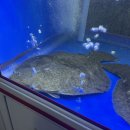 해안선 | 광주 서구 치평동 상무지구 스끼잘나오는 신상 횟집 추천 해안선 내돈내산 후기