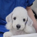 판교 P&P 동물병원 이미지