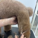 마이뷰티독 이미지