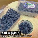 초정농장 | 초정블루베리 농장 | 유기농 블루베리 생과를 딱 한달만 맛 볼 수 있는 청주 현지인 추천 아이들과 가볼...