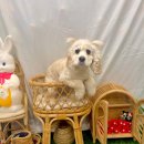 개르띠에 이미지