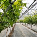 꿈꾸는 농장 이미지