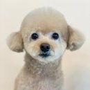 도그허니 이미지