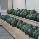 차진열농장 이미지