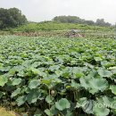 대야리(대실) 이미지