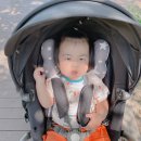 평지못(1) 이미지