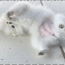 애견멀티샵 이미지