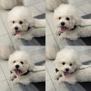 [ 저칼로리 훈련간식 추천 ] 라메르 &#39;후코참치와 흑염소&#39; / 동물병원 전용 간식 / 고양이 간식 추천