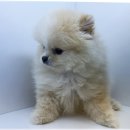 마음 | 강아지파양 방법 절차 마음의 정리 후기