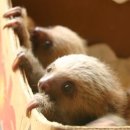 나무늘보 이미지