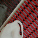 도꾸애견 이미지