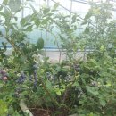 벧엘농장2 이미지