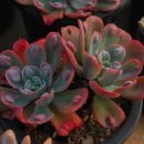 광영농장 이미지