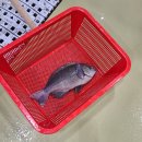 서귀포수산업협동조합(본소) | 제주맛집 성산포수협 활어회센터에서 벵에돔회 후기