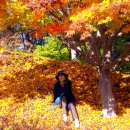 단풍나무 Daum카페