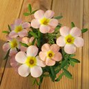 썬퍼피(SUN PUPPY) | [공지] 사랑초 리스트 2026 Oxalis List 2026