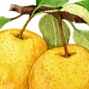 배들농장 이미지