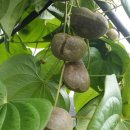 일출농장 Daum카페