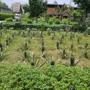 다소농장 이미지