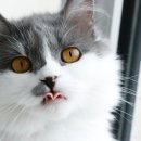 멍때리는 고양이 이미지