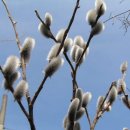 버들강아지 이미지