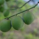 청용농장 Daum카페