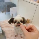 힐스 펫살롱 이미지