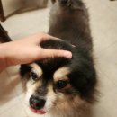 귀여워 강아지 | [대흥역 카페] 썸이프(SUMIF) 망고빙수 후기_강아지 귀여워