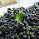 농부청과 이미지