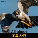 고니PC클럽 | 소니 랜선 세미나 후기, All about 조류 사진(조중래 작가)