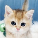 도그앤도그 이미지