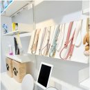 비비퍼피 강아지분양 일산점 이미지