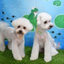 모찌펫살롱 이미지