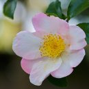 강아지풀 이미지