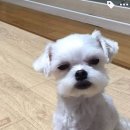 이쁘니PC 이미지