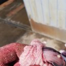 부경대학교 수산질병관리원 이미지