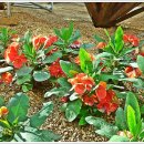 서울화원 이미지