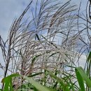 블루콘텔 이미지